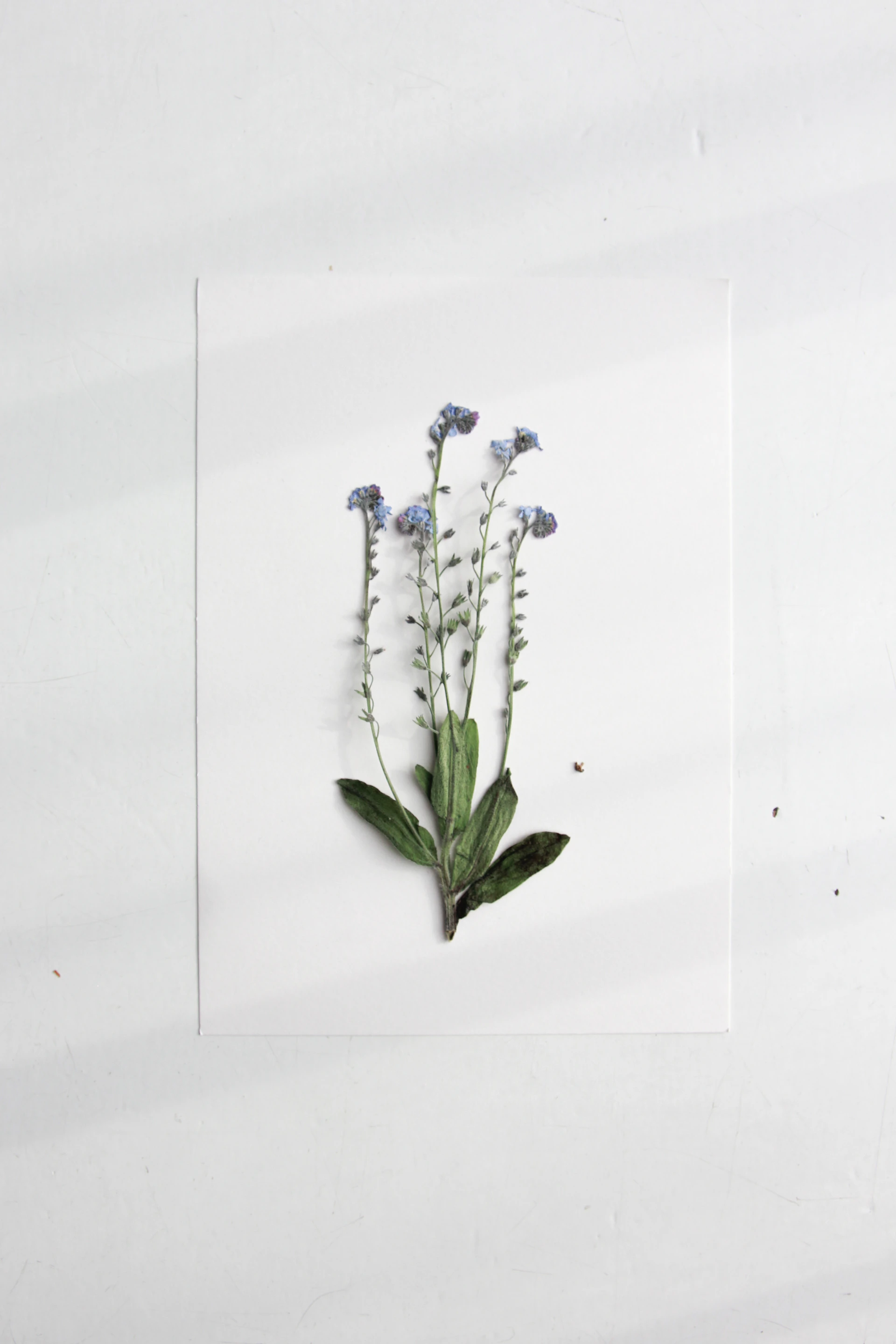 a picture of a flower on a piece of paper