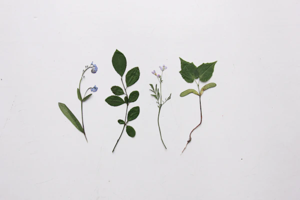 Pressed leaves and flowers arranged on a surface