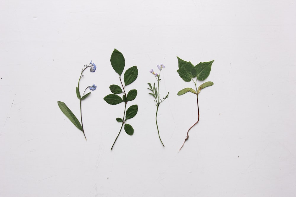 Cuatro tipos diferentes de hojas y flores sobre una superficie blanca