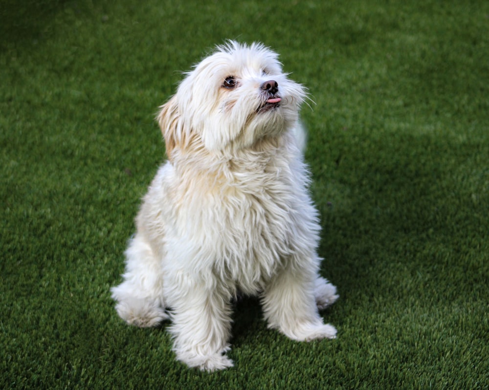 a small white dog sitting on top of a lush green field
