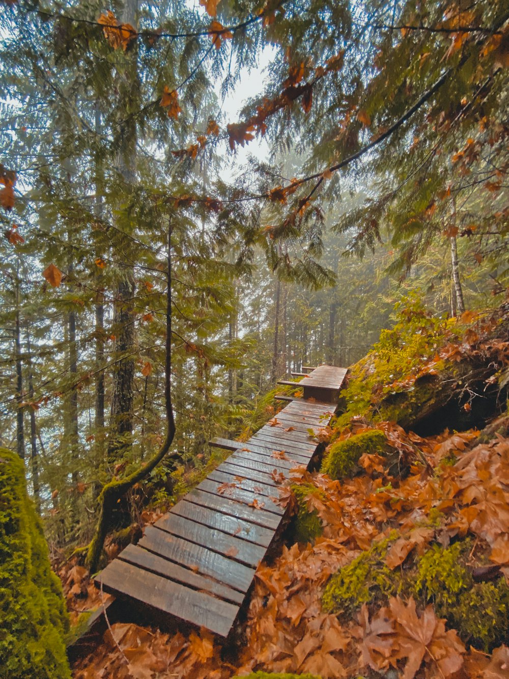 a wooden walkway in the woods surrounded by leaves