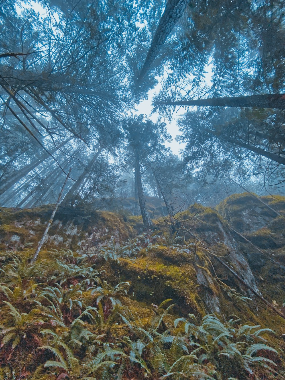 a forest filled with lots of tall trees