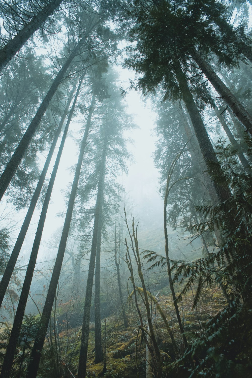 a forest filled with lots of tall trees