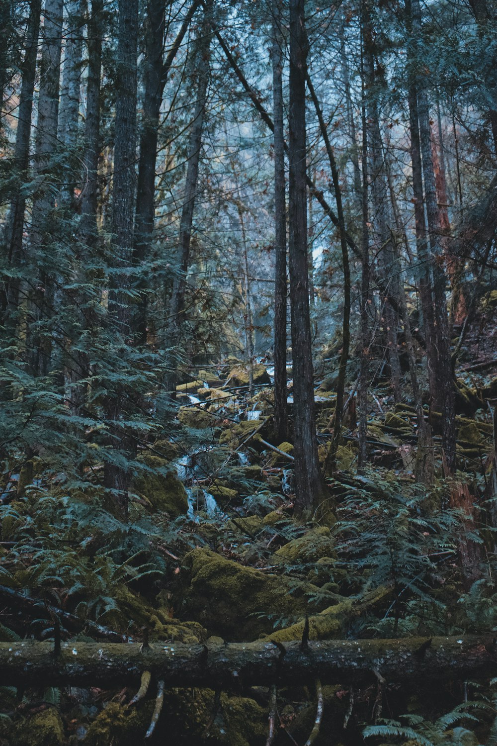 a forest filled with lots of tall trees