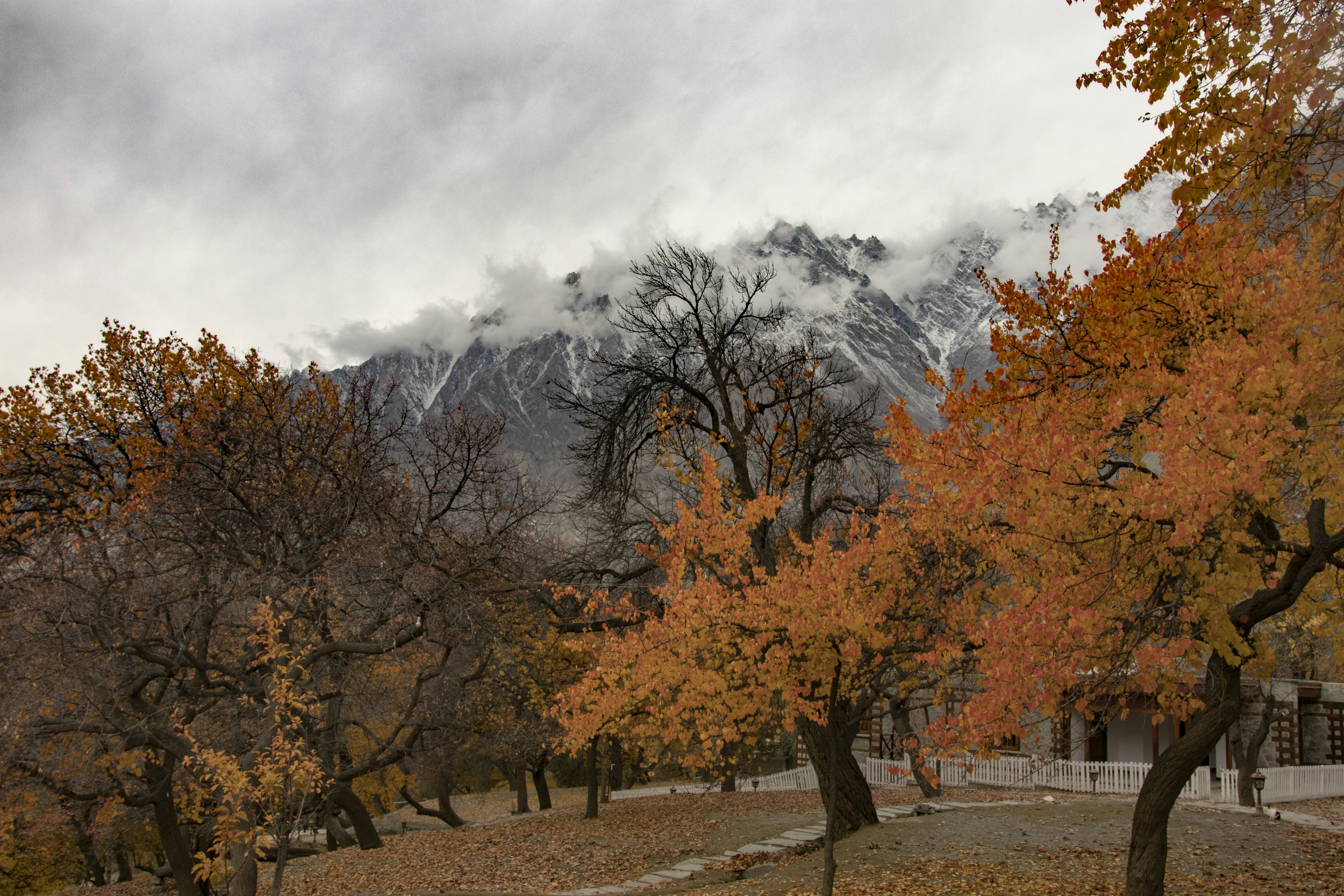 a scenic view of a mountain range with trees in the foreground
