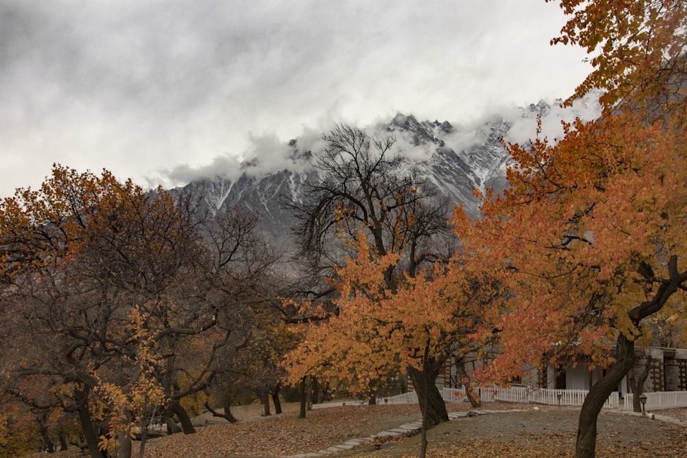 a scenic view of a mountain range with trees in the foreground