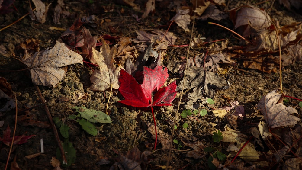 a red leaf is laying on the ground