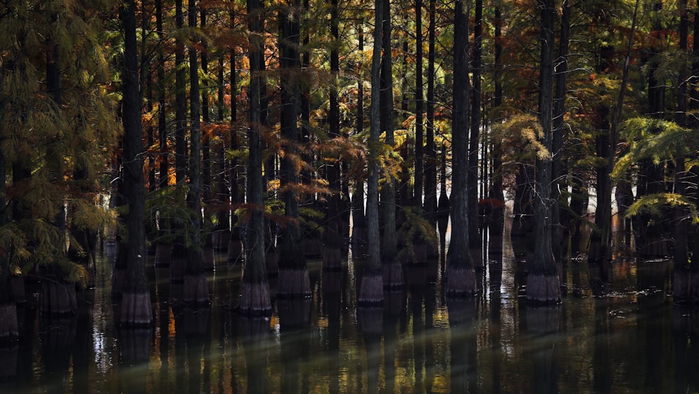 a body of water surrounded by lots of trees