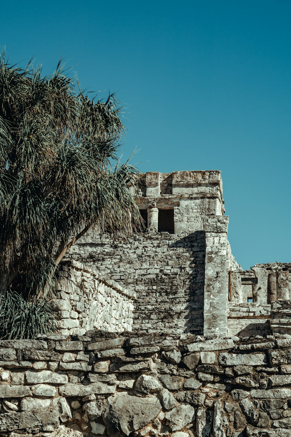 a tree growing out of a stone wall