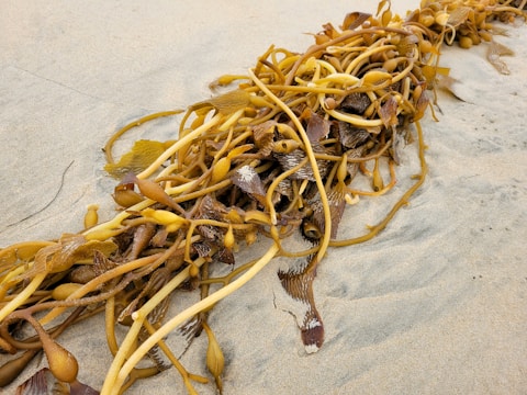 A long pile of seaweed lies on a sandy beach. The seaweed features long, twisting strands and bulbous air bladders, displaying shades of brown and green. The sand is light in color with a smooth texture.
