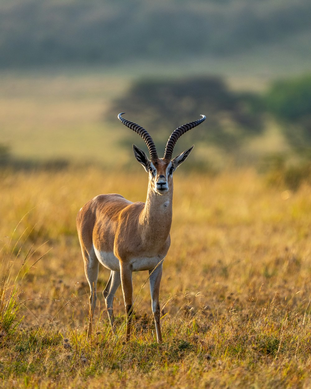 an antelope standing in a field of grass