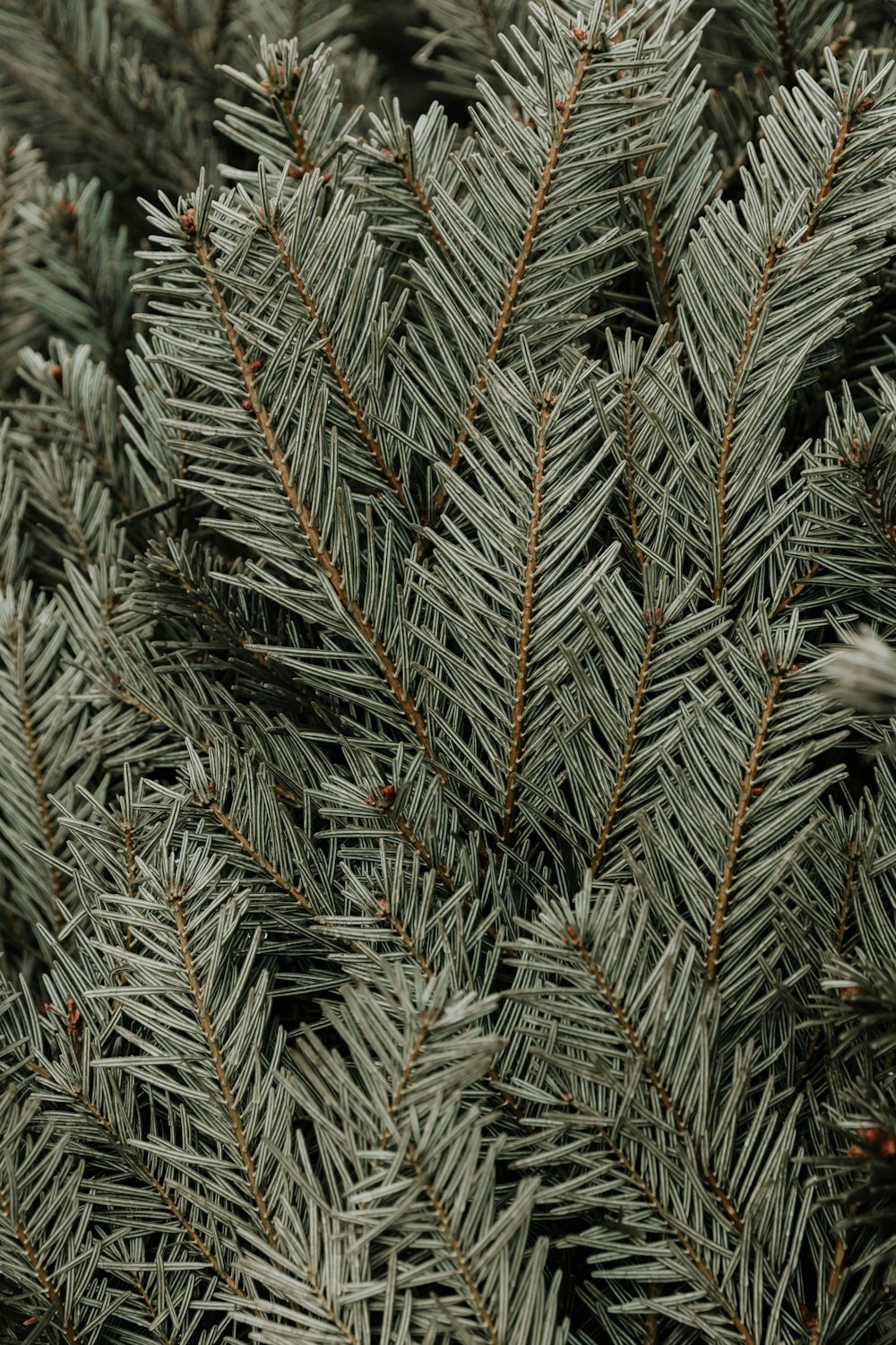 a close up of a pine tree branch