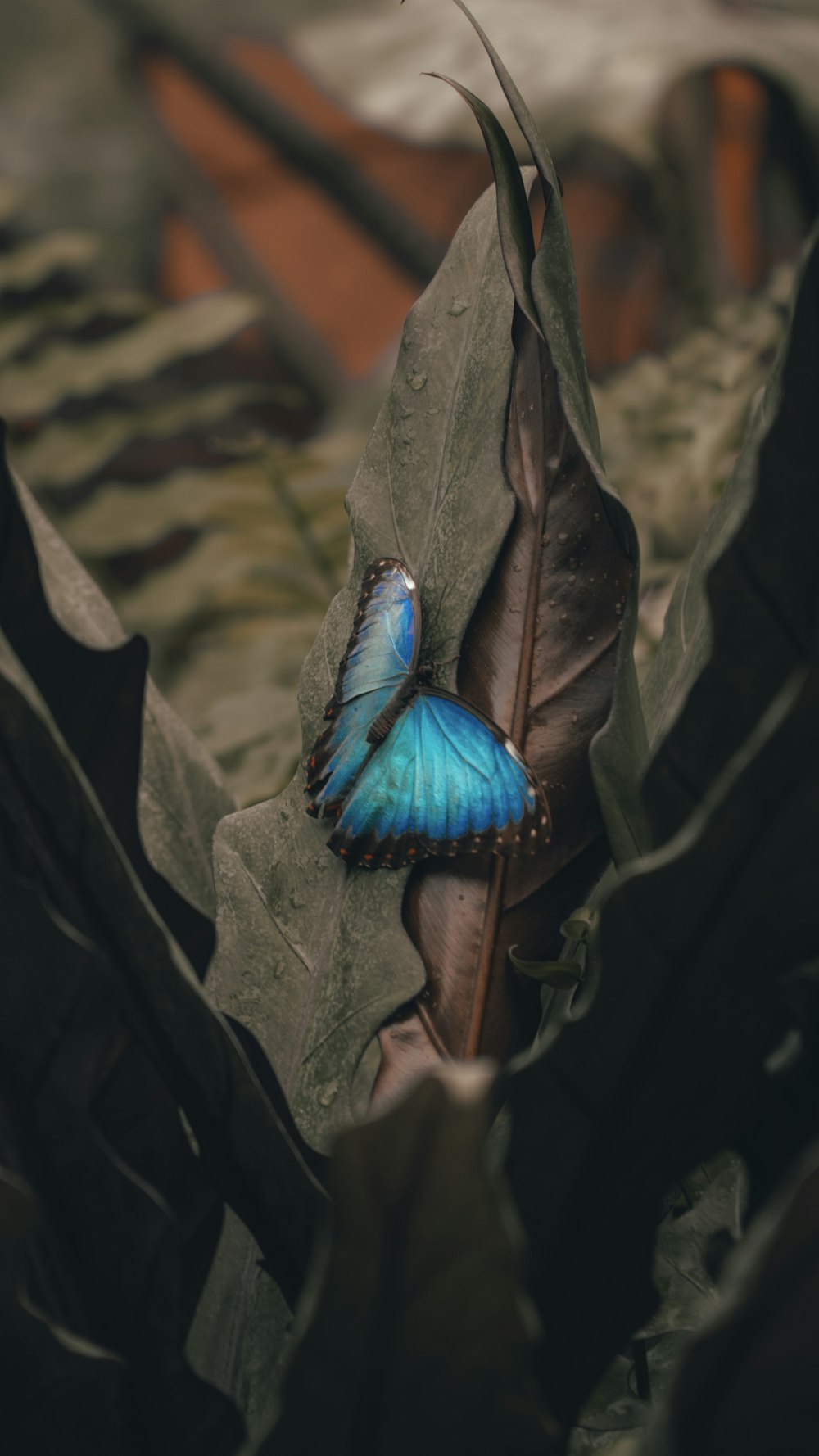 a blue butterfly sitting on top of a leaf