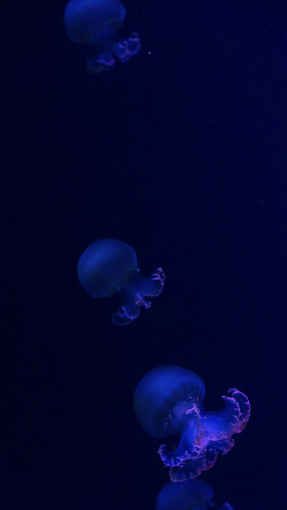 a group of jellyfish floating in the water