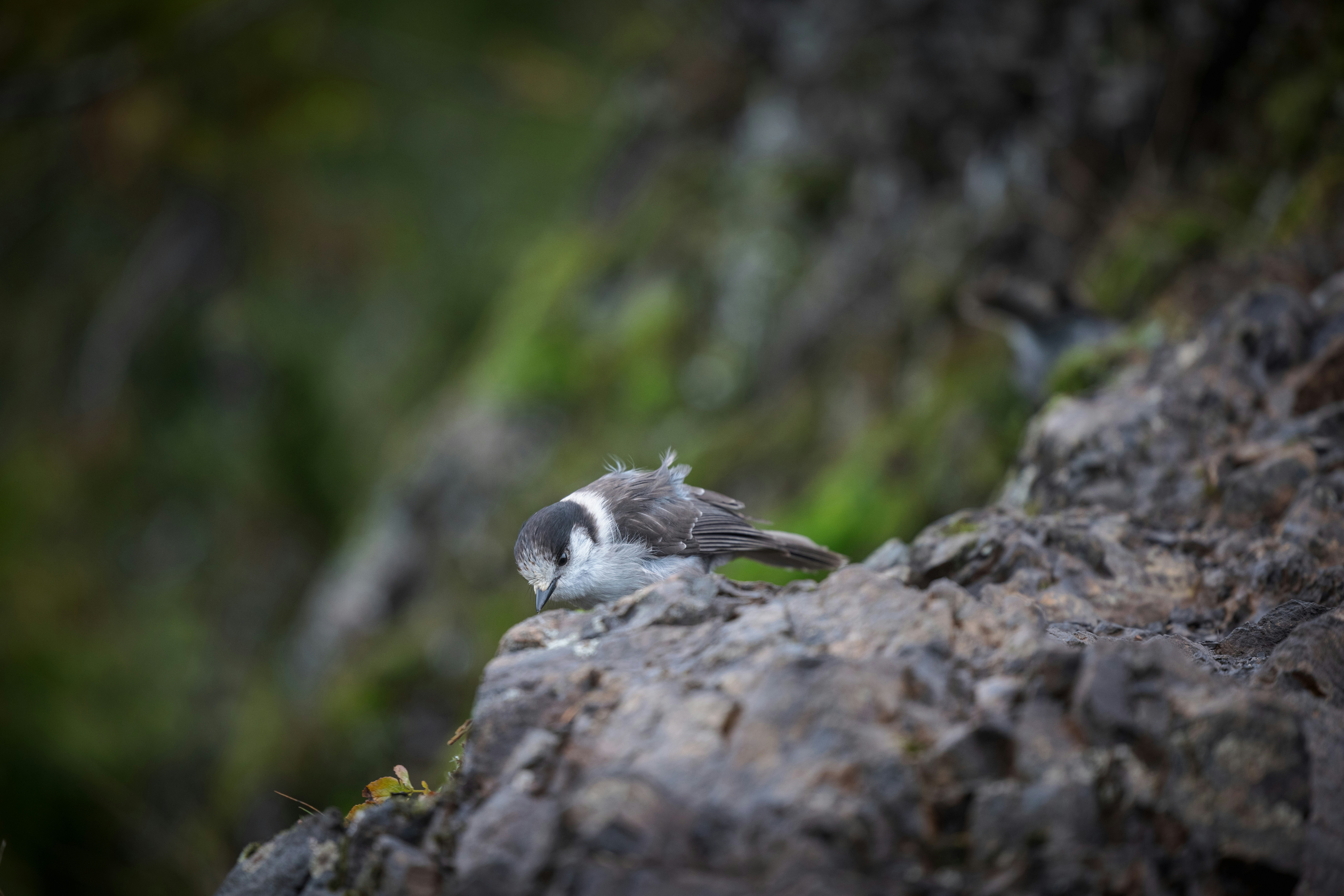 Photo by wanderingcrow