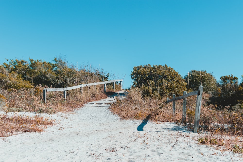 a bird is standing on a path in the sand