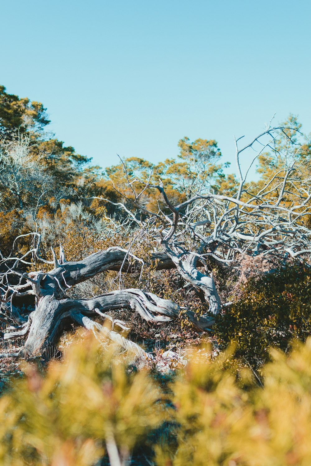 Un árbol muy viejo en medio de un bosque