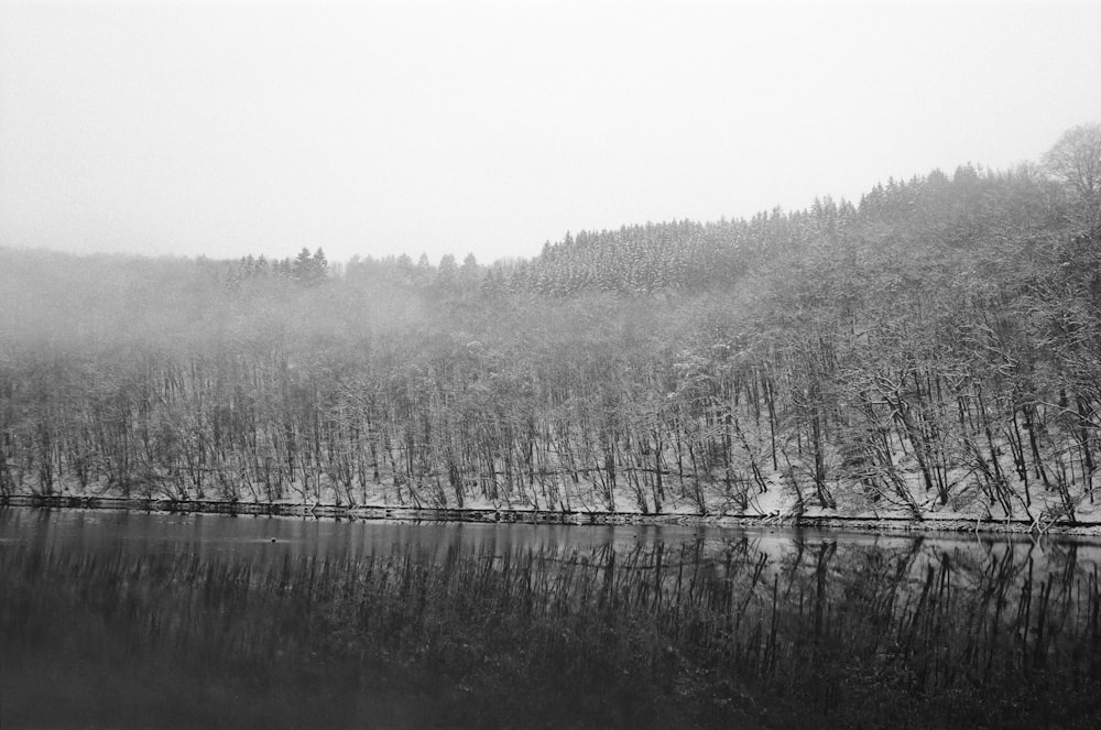 a black and white photo of trees and water