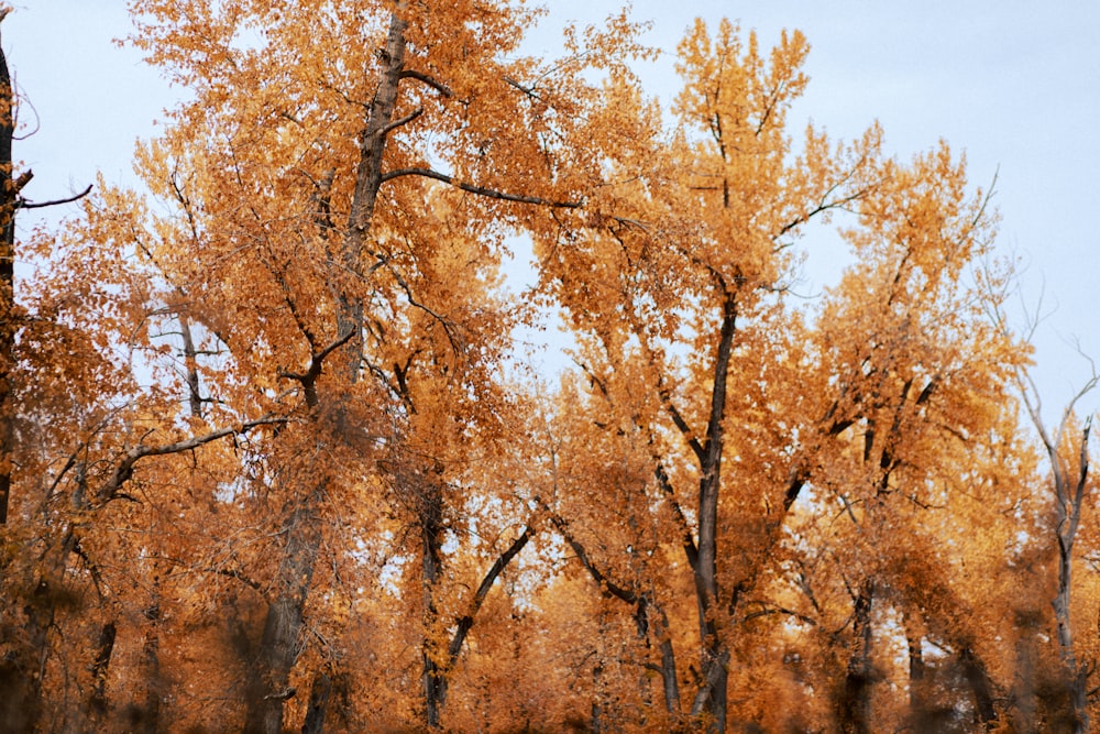 a group of trees with yellow leaves on them