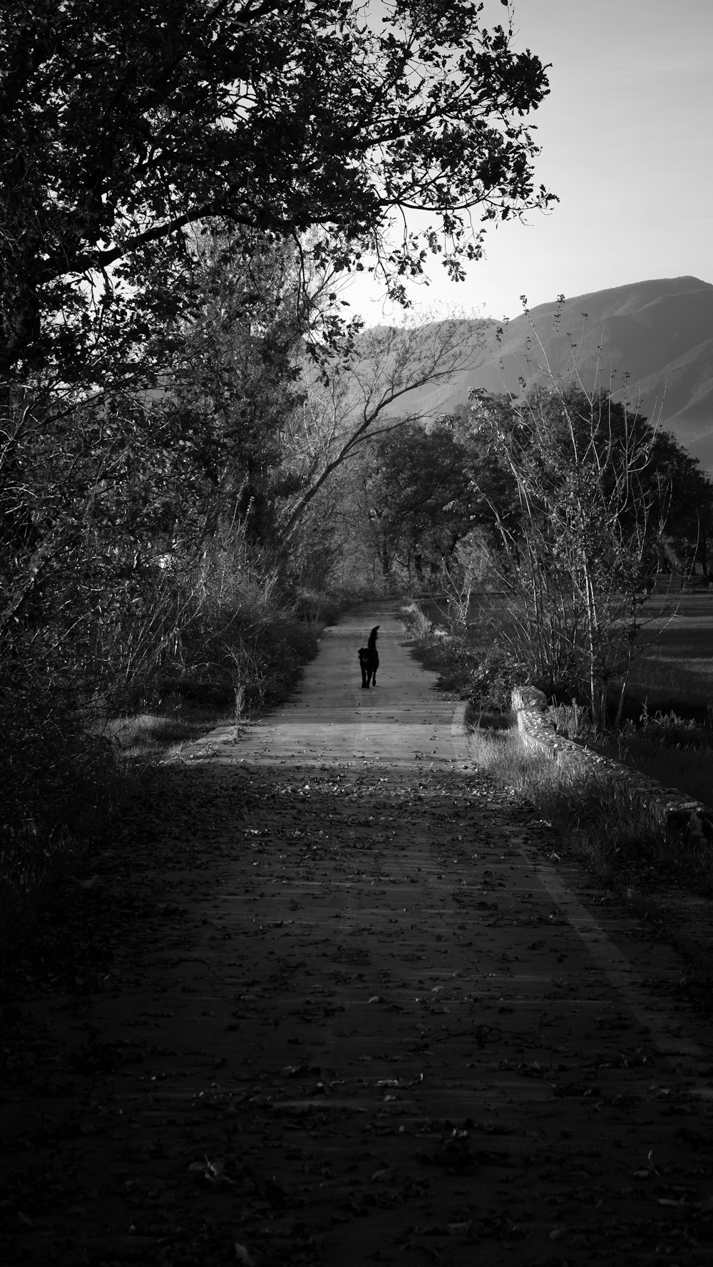 Una foto in bianco e nero di una persona che cammina lungo una strada sterrata