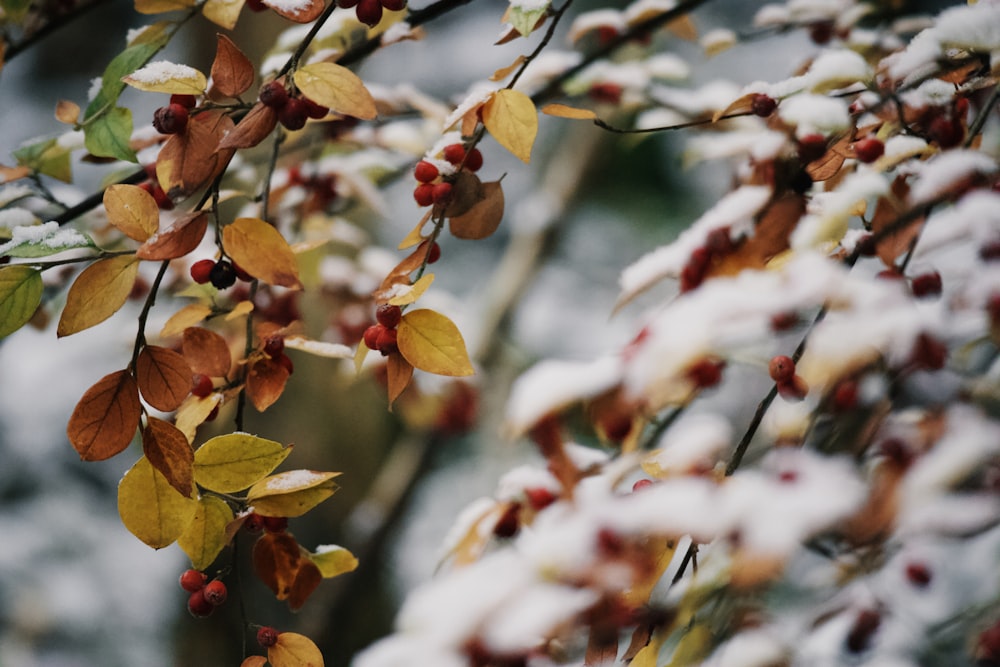 a branch with red berries and yellow leaves covered in snow