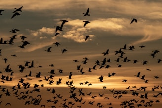 a flock of birds flying through a cloudy sky