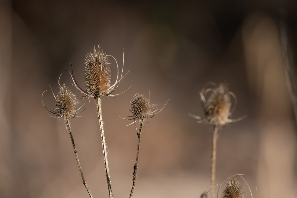 a close up of a plant with a blurry background