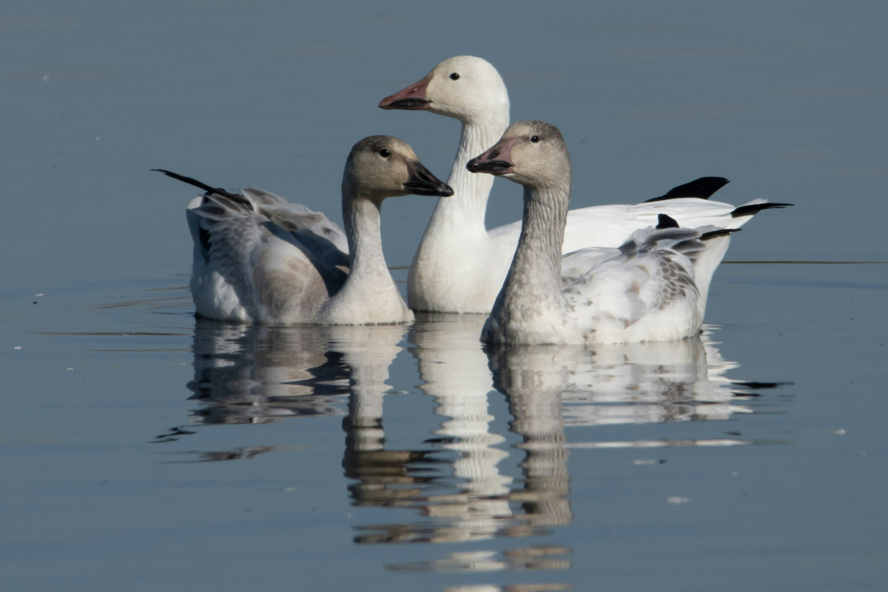 DuckDuckGo now lets you hide AI-generated images in search results - TechCrunch