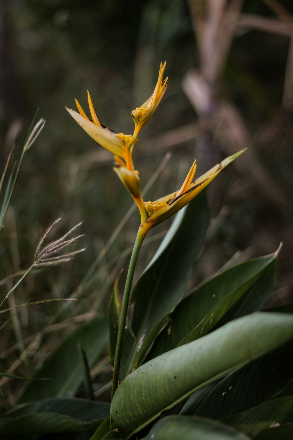 Un primo piano di un fiore su una pianta