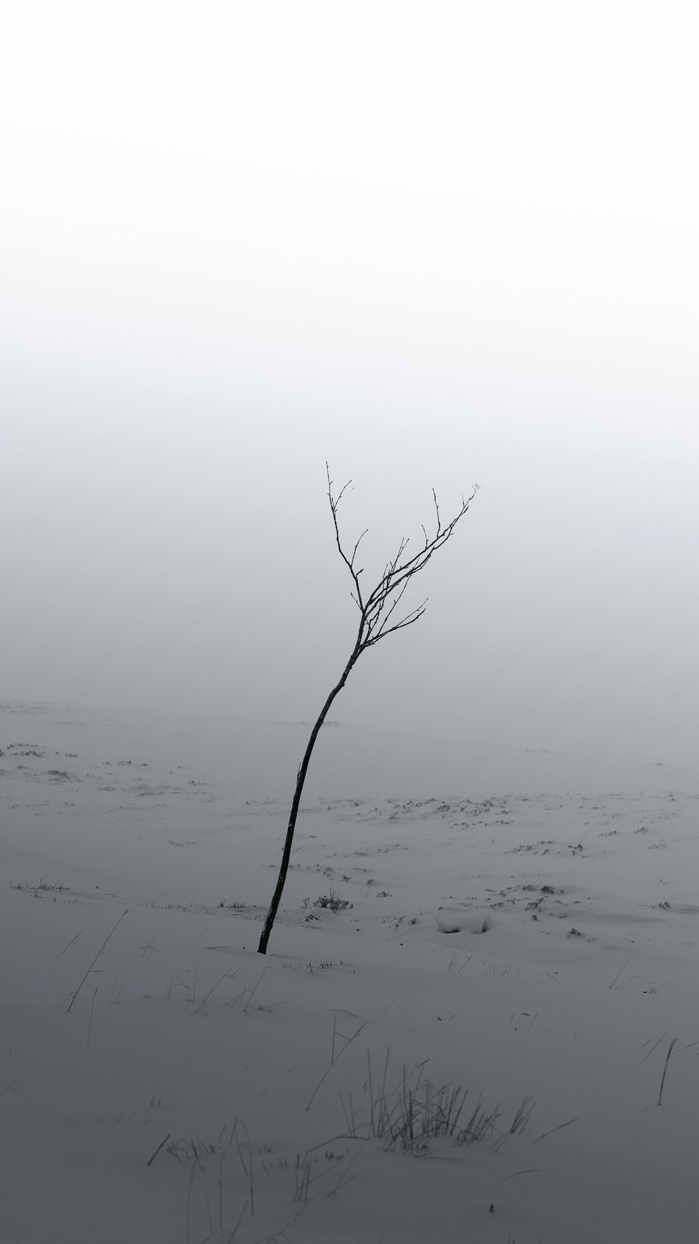 a lone tree in the middle of a snowy field