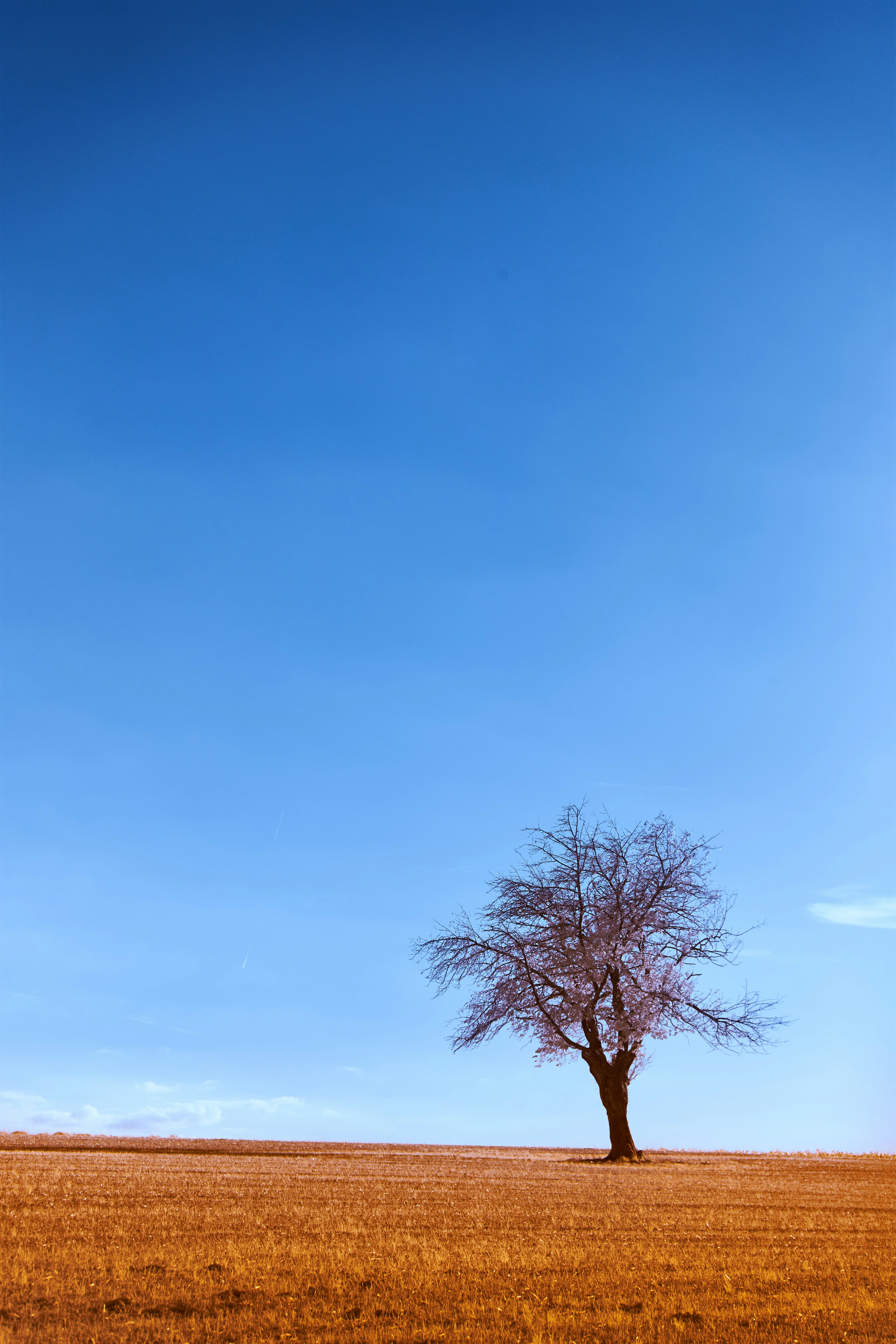 Photo by wolfgang_hasselmann