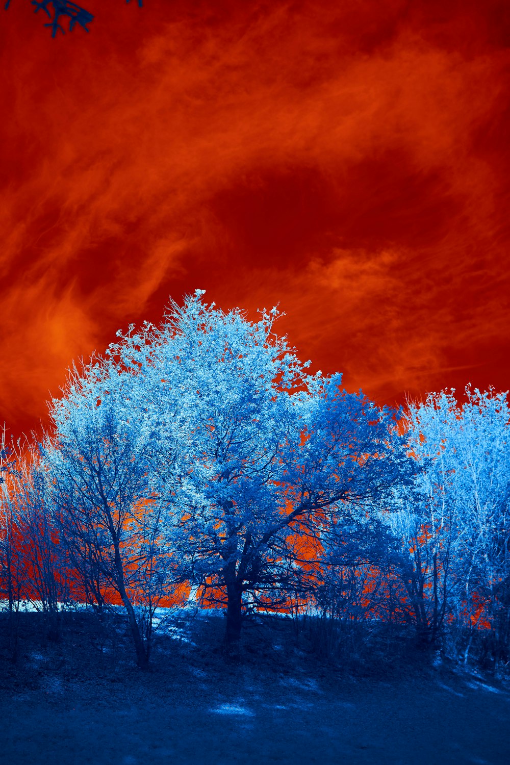 a red and blue photo of trees and a red sky