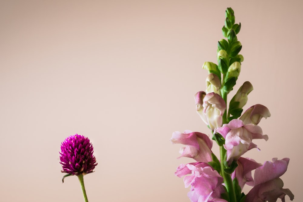 a pink flower and a purple flower in a vase