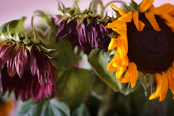 a close up of a sunflower with other flowers in the background