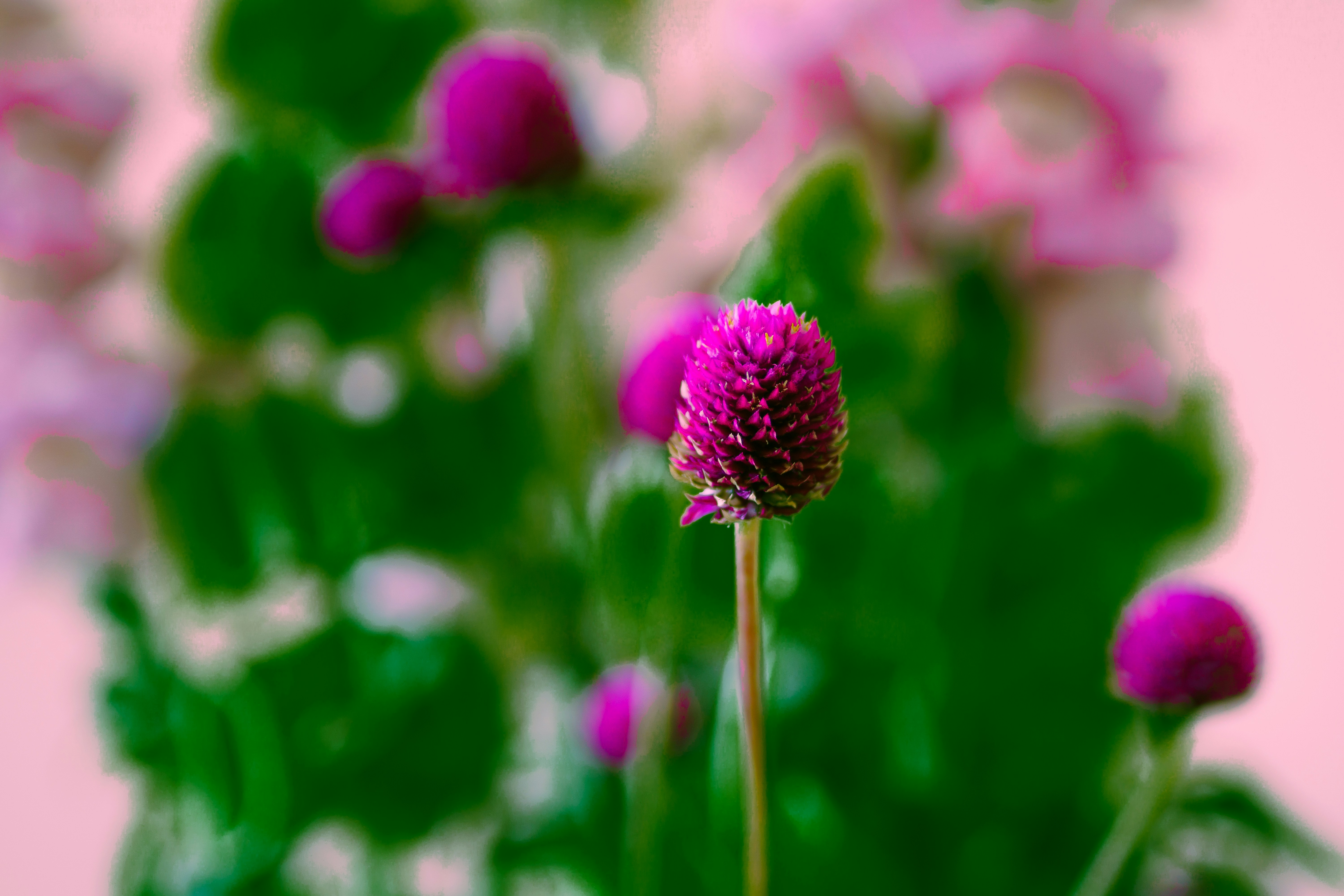 Photo by earl_plannerzone