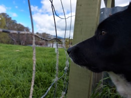 A black and white dog is gazing through a wire fence into a grassy field. The fence is made of interwoven metal wires attached to wooden posts. Lush green grass covers the ground, and the background features trees and a partly cloudy sky.
