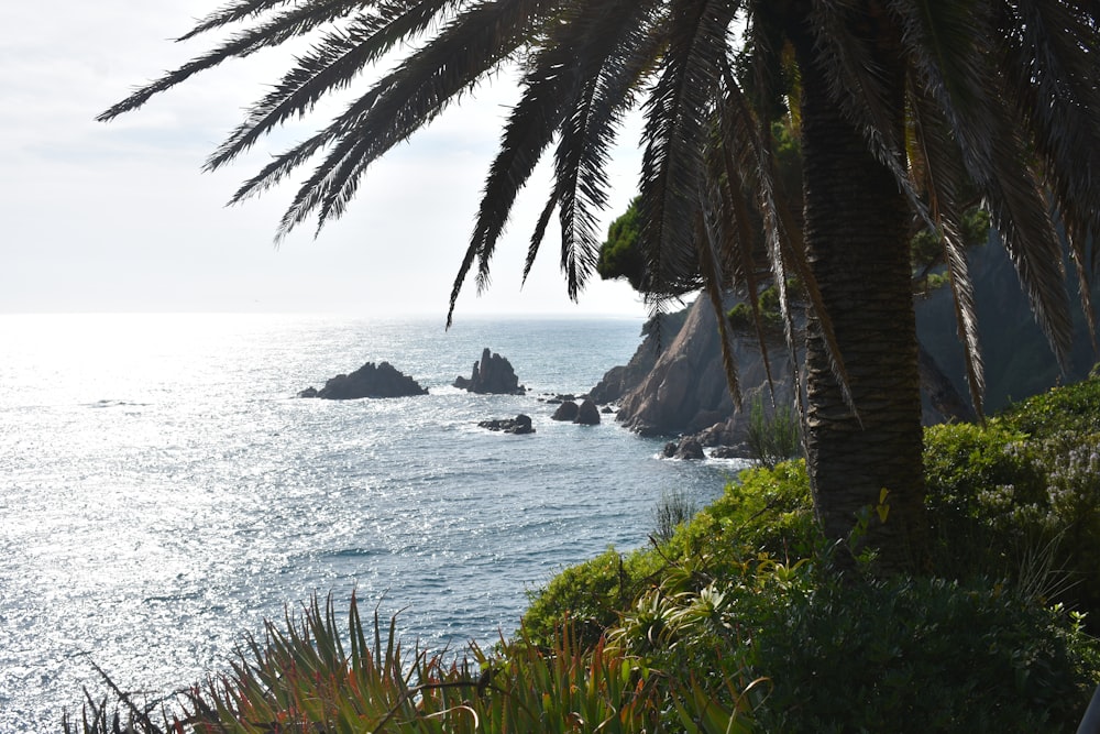 a view of a body of water with a palm tree in the foreground