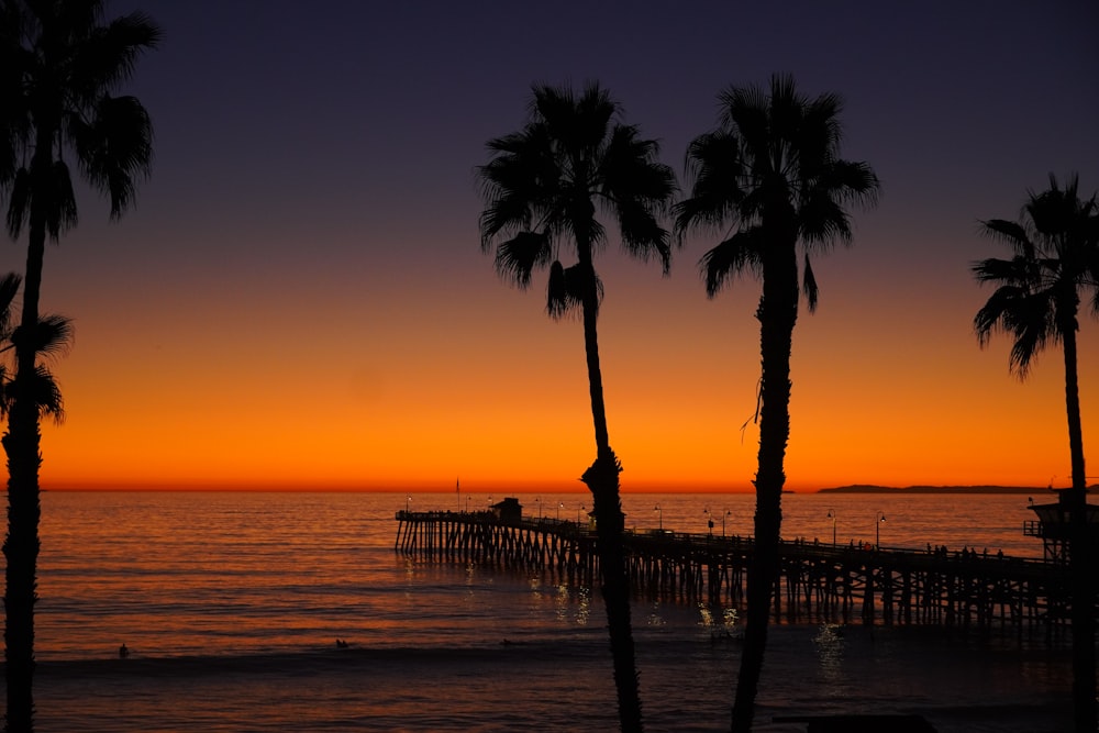 palm trees are silhouetted against a sunset over the ocean