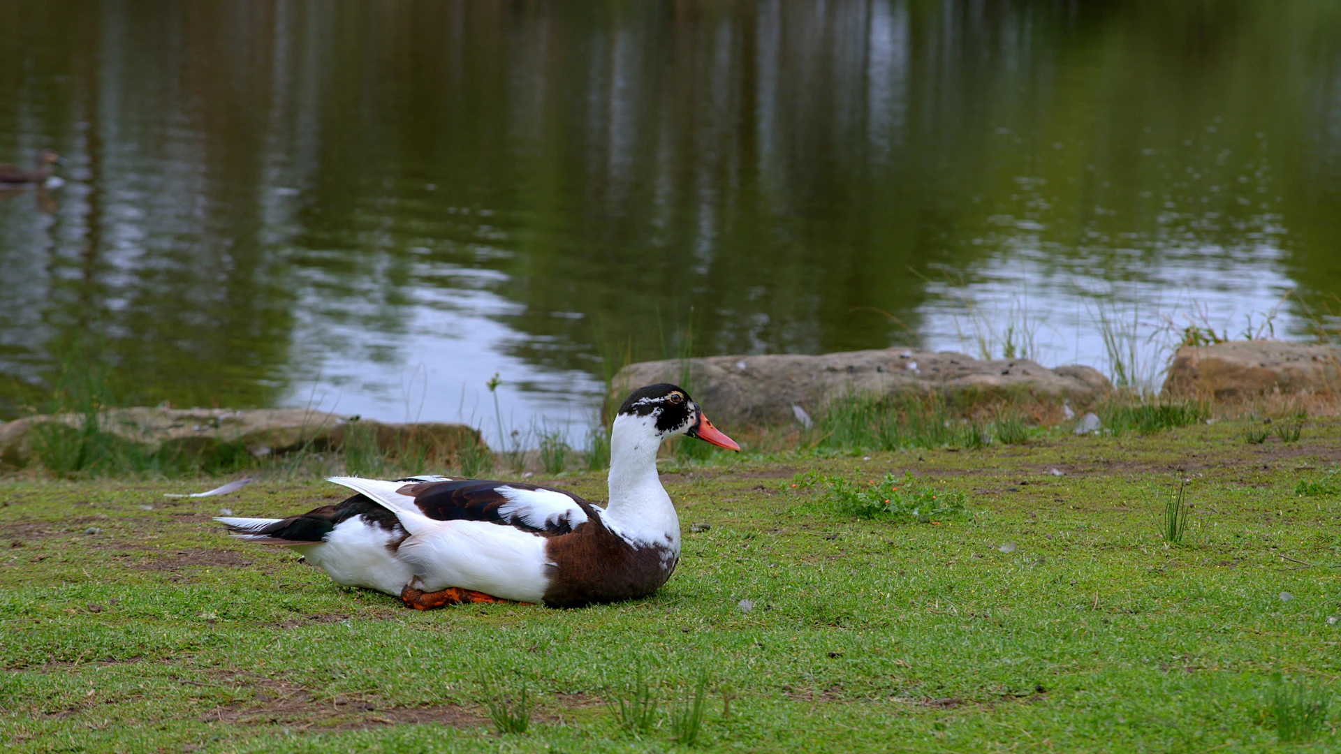 a couple of ducks sitting on top of a lush green field