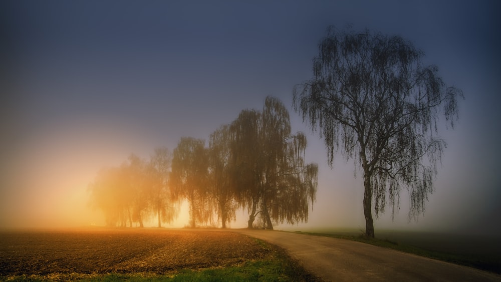 a foggy day with a tree and a dirt road