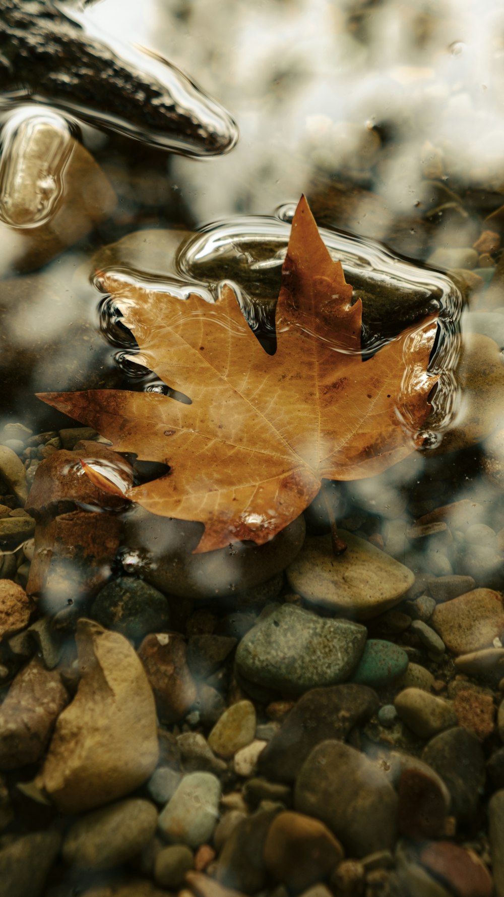 a leaf that is laying on some rocks