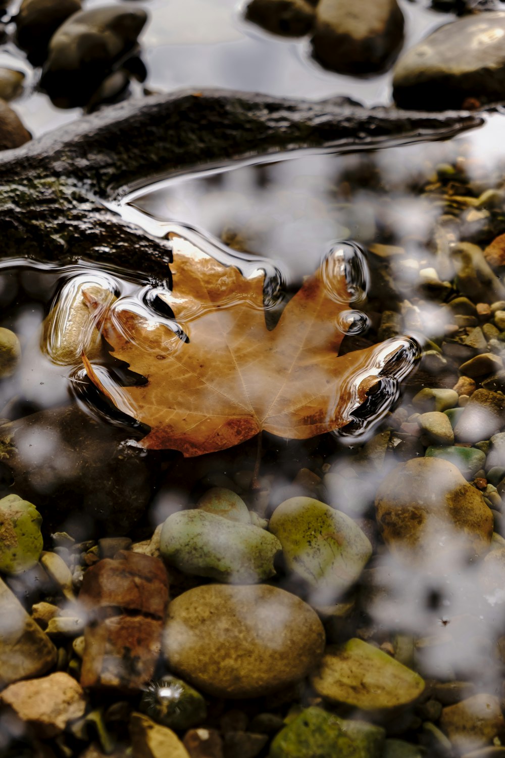 a leaf floating on top of a body of water