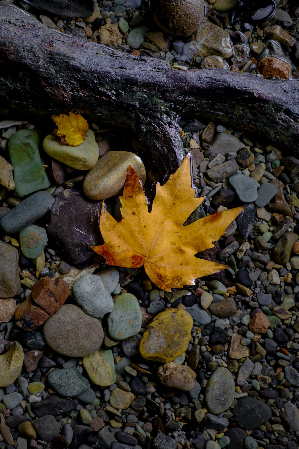 a leaf laying on top of a pile of rocks