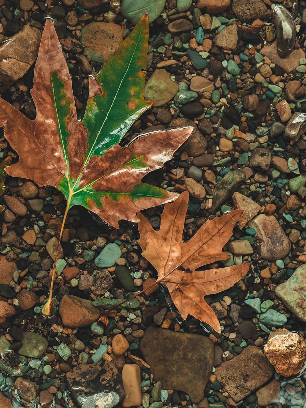 a leaf laying on top of a rocky ground