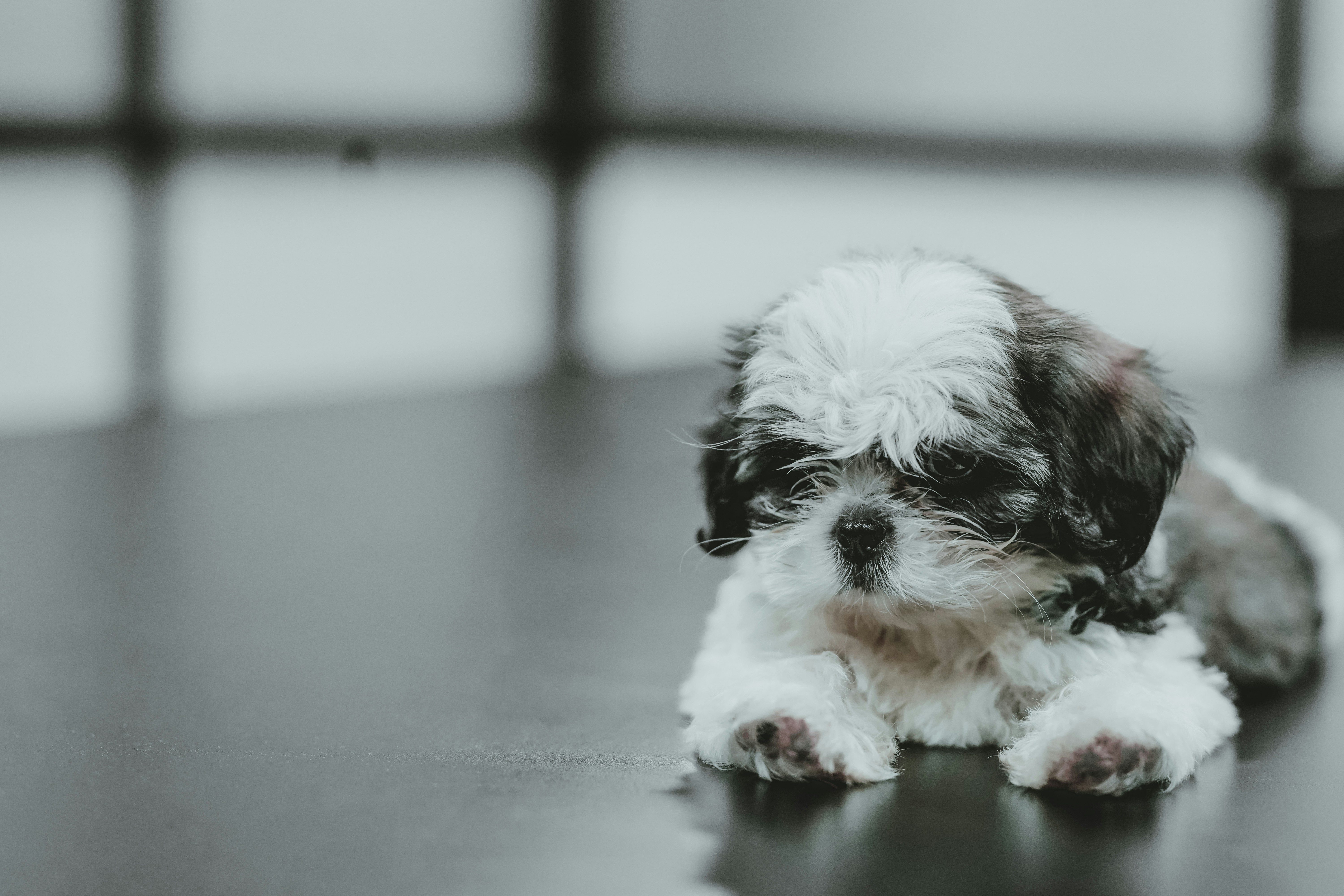 Shihtzu puppy sitting on table