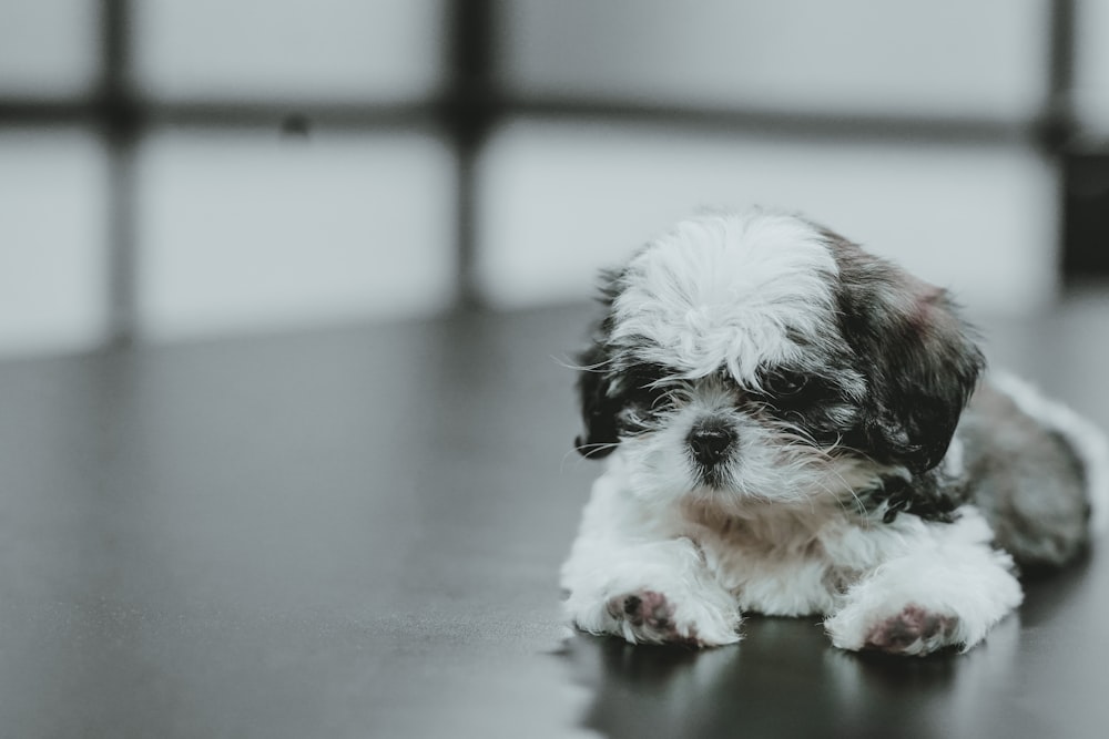 a small white and black dog laying on top of a table