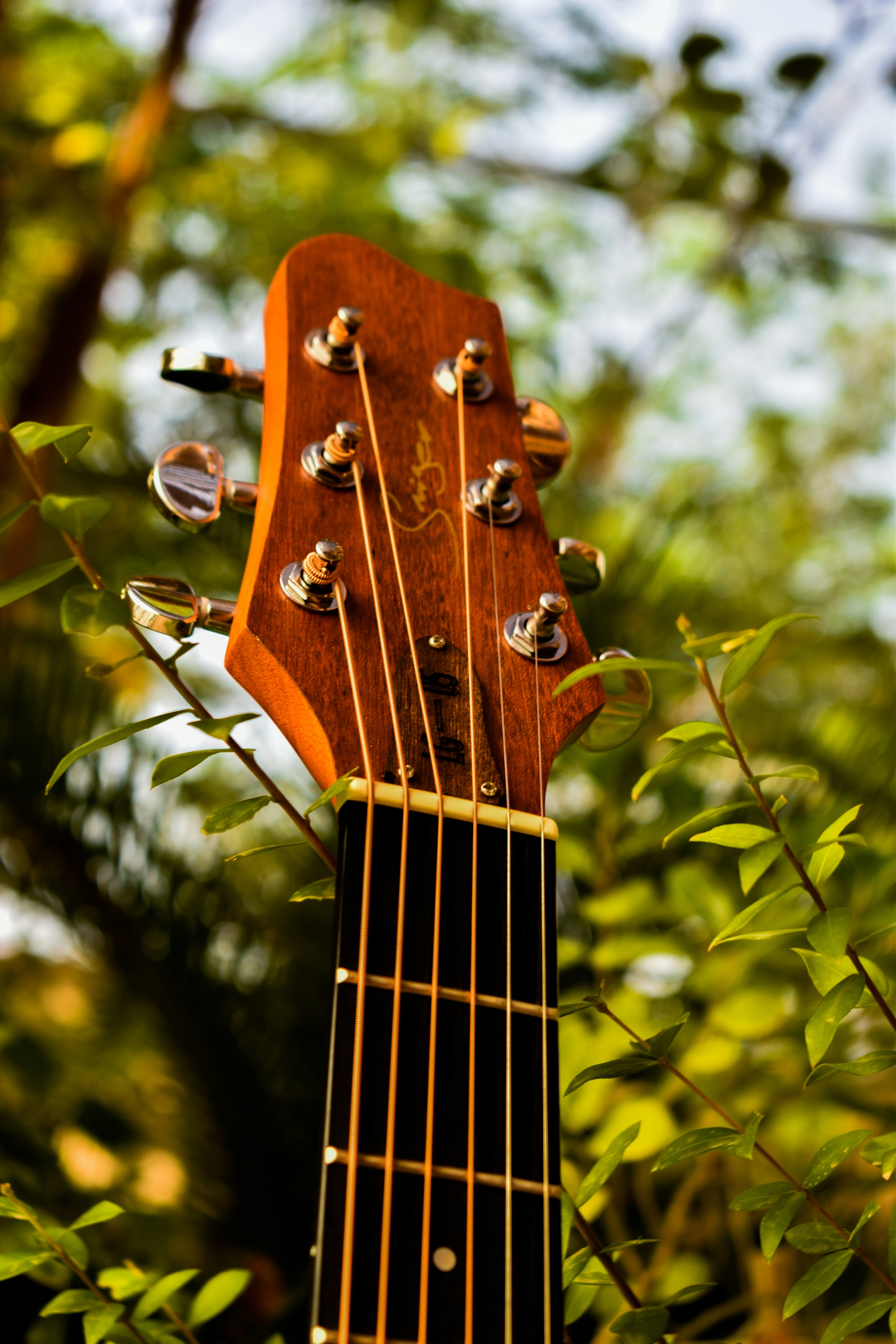 a close up of a guitar in a tree