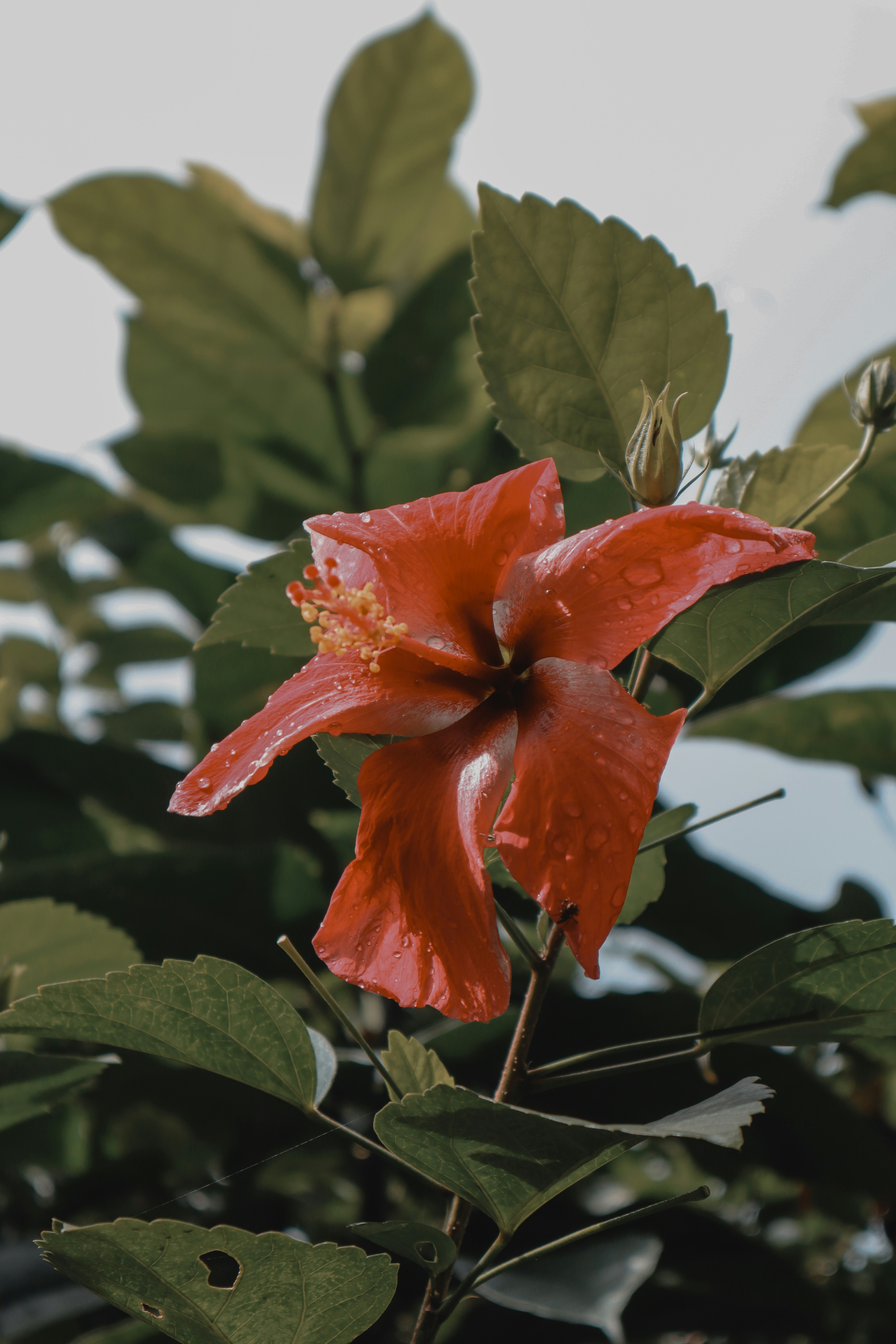 a red flower with green leaves in the background