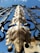 Close-up of a beautifully crafted metal gate with intricate ironwork in a sunny Valencian neighborhood.