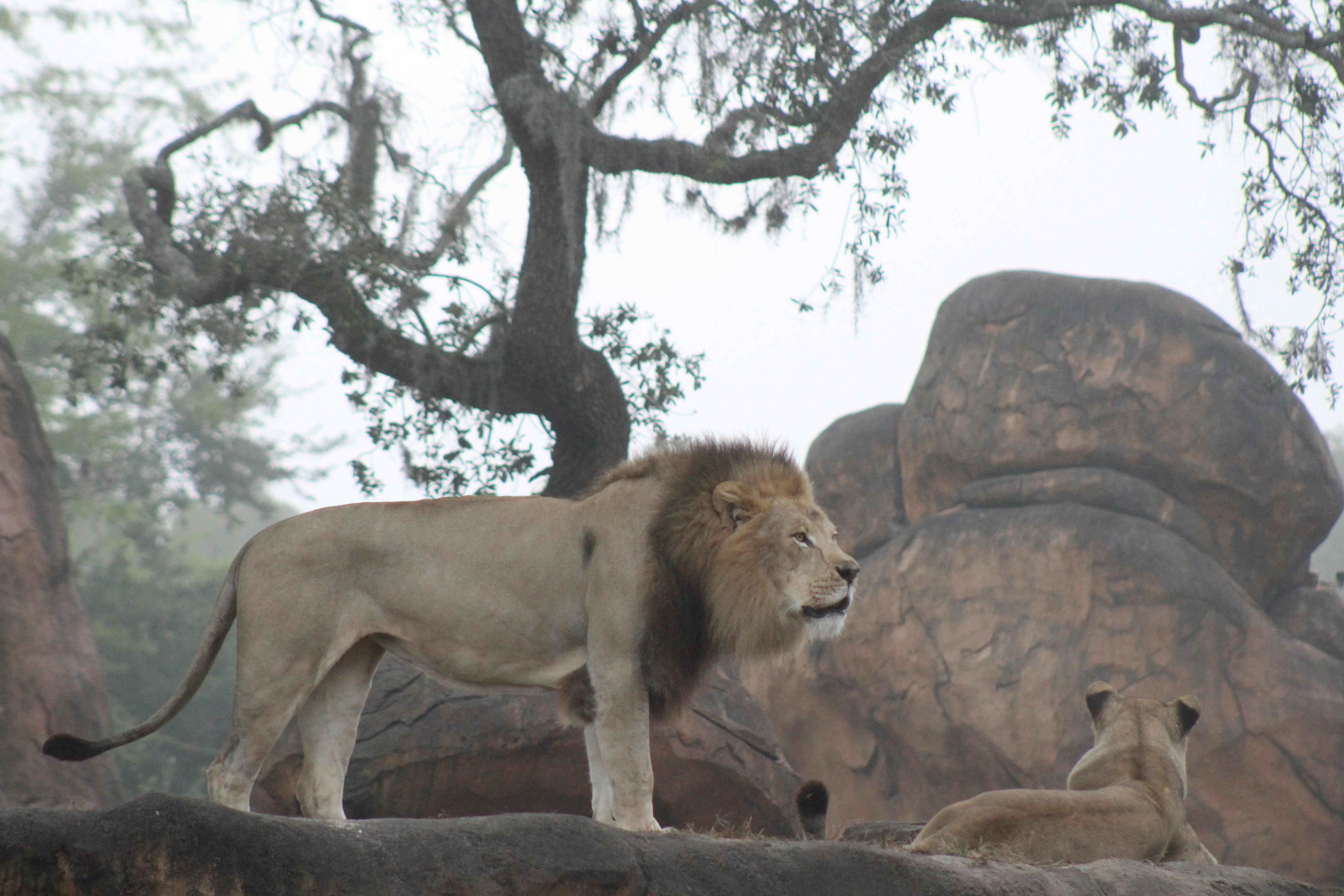 Lions Park